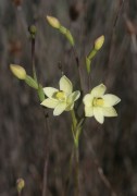 Thelymitra flexuosa - Twisted Sun Orchid