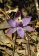 Thelymitra graminea - Shy Sun Orchid