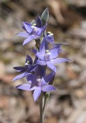 Thelymitra graminea - Shy Sun Orchid