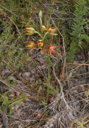 Thelymitra jacksonii - Jackson's Sun Orchid