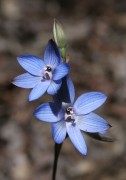 Thelymitra latiloba - Wandoo Azure Sun Orchid