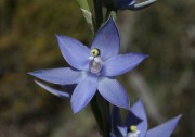 Thelymitra macrophylla - Scented Sun Orchid