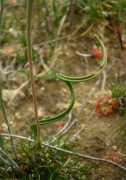 Thelymitra maculata - Eastern Curly Locks