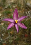 Thelymitra maculata - Eastern Curly Locks