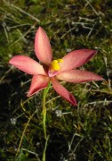 Thelymitra maculata x antennifera - Curly Orange Orchid