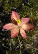 Thelymitra maculata x antennifera - Curly Orange Orchid