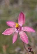Thelymitra maculata x antennifera - Curly Orange Orchid