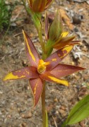 Thelymitra magnifica - Crystal Brook Star Orchid