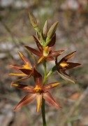 Thelymitra magnifica - Crystal Brook Star Orchid