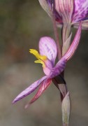 Thelymitra pulcherrima x campanulata - Hybrid Queen Orchid