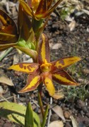 Thelymitra stellata - Star Orchid