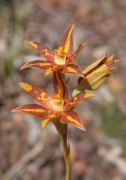 Thelymitra stellata - Star Orchid