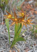 Thelymitra stellata - Star Orchid