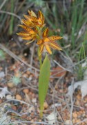 Thelymitra stellata - Star Orchid