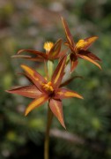 Thelymitra stellata - Star Orchid