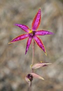 Thelymitra variegata - Southern Queen of Sheba