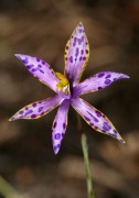 Thelymitra variegata - Southern Queen of Sheba
