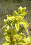 Thelymitra villosa - Custard Orchid