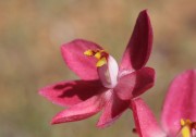 Thelymitra x macmillanii - Red Sun Orchid