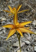 Thelymitra yorkensis - York Sun Orchid