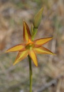 Thelymitra yorkensis - York Sun Orchid