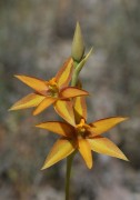 Thelymitra yorkensis - York Sun Orchid