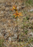 Thelymitra yorkensis - York Sun Orchid
