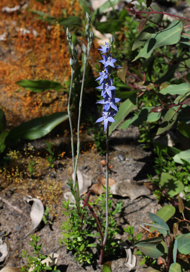 Thelymitra crinita, macrophylla, graminea, mucida, cornicina – Blue Sun ...