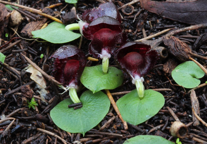 Corybas – Helmet Orchids | Orchids of South-west Australia