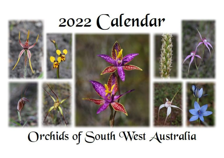 2024 Orchid Calendars Orchids of Southwest Australia