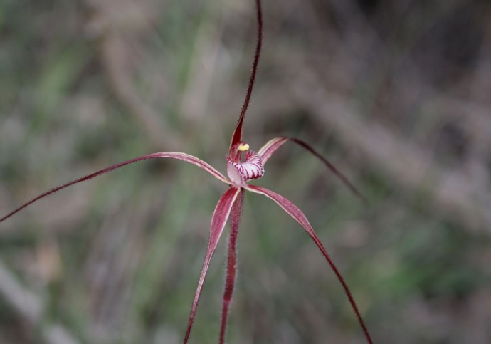 Other Wispy Spider Orchids | Orchids of South-west Australia